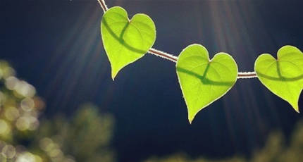 蘑菇蘑菇它不会开花，先生先生你还爱她吗？在线收听