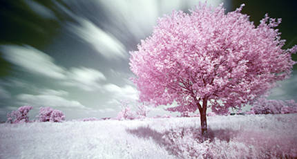 一棵开花的树在线收听