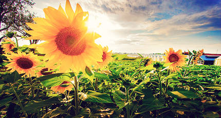 生命中最温暖的存在在线收听